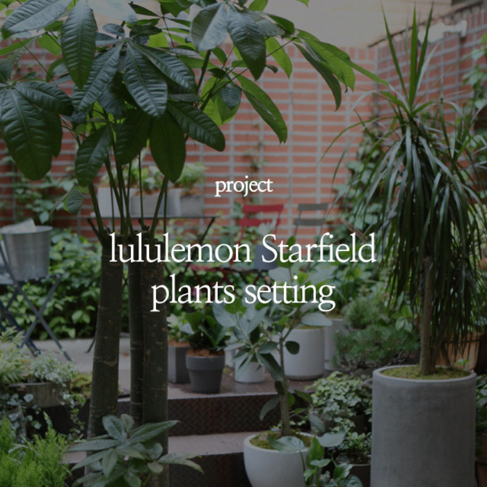 lululemon starfield plants setting